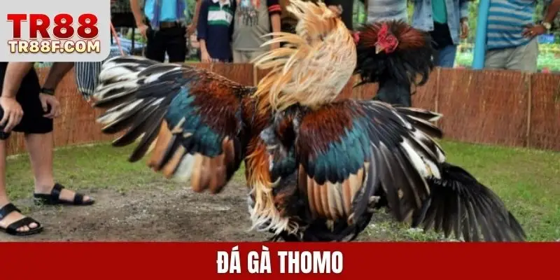 Đá gà Thomo