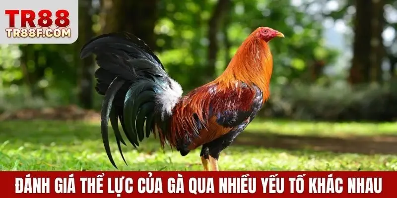 Đánh giá thể lực của gà qua nhiều yếu tố khác nhau